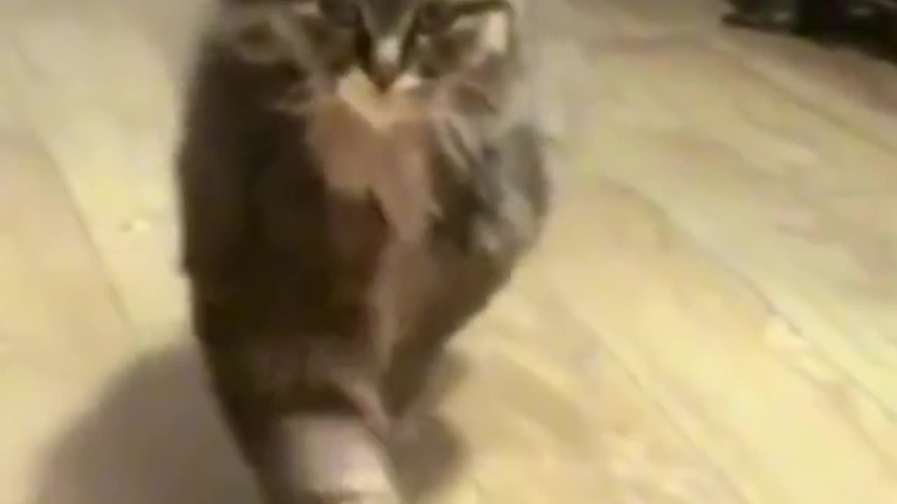 Funny Cat videos