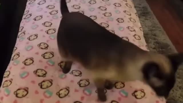 Funny cat 🐈