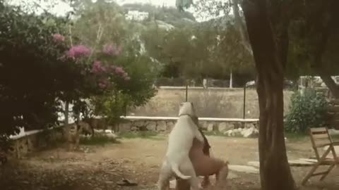 A Dog That Doesn't Miss a Chance