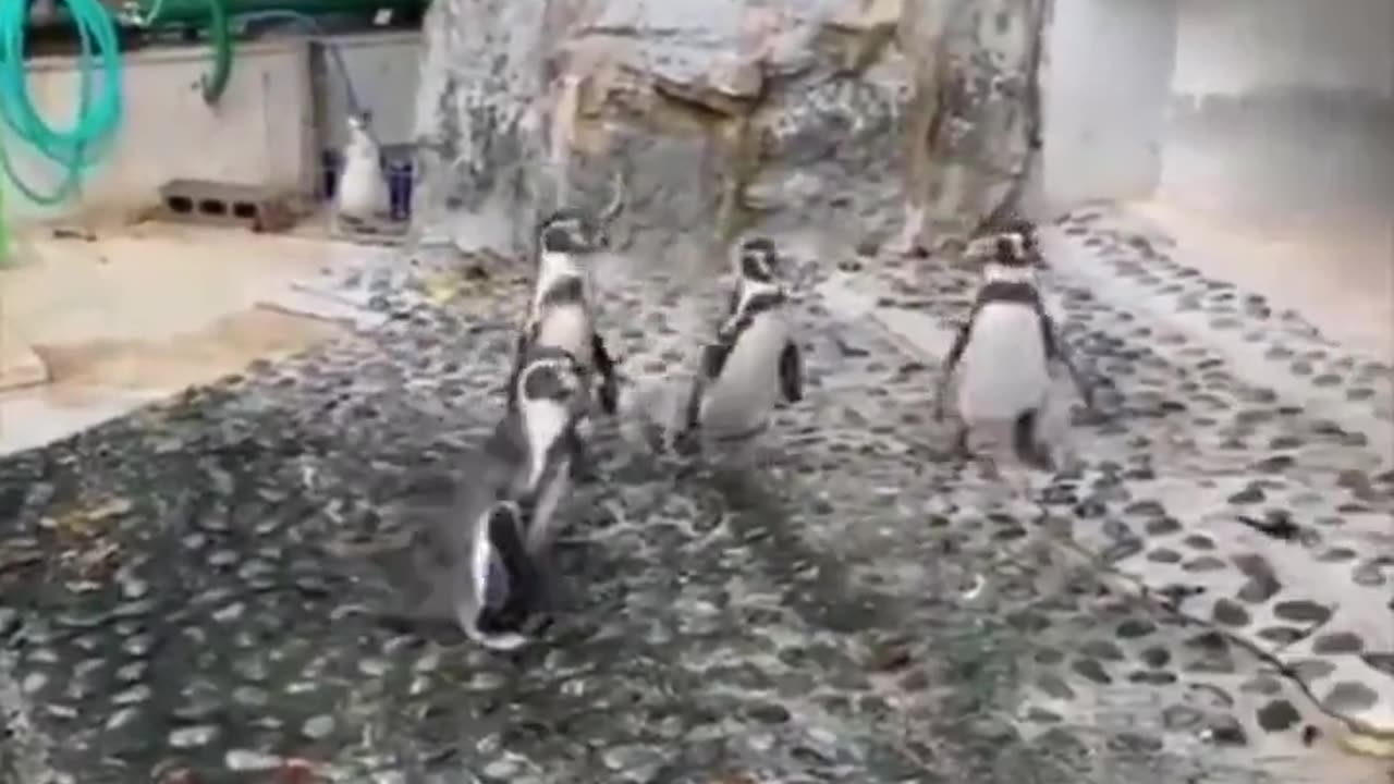 Birds chasing a bird.. 😅