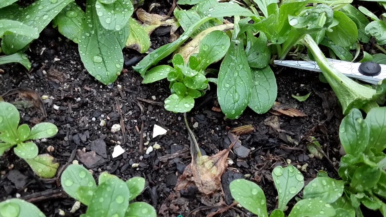 German Lambs Lettuce - Harvest & Recipe