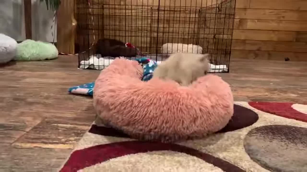 Best Bowtie Pomsky Love - Honey Pomsky Puppy Super Excited