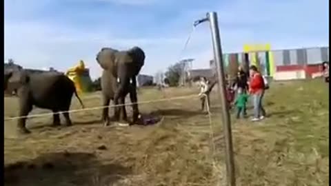 Elephant vs human