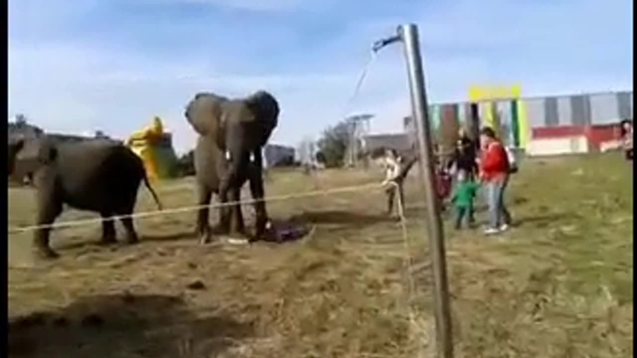 Elephant vs human