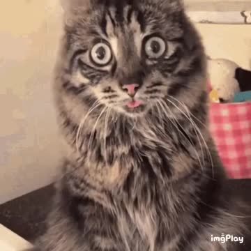 Cute Cat Gif