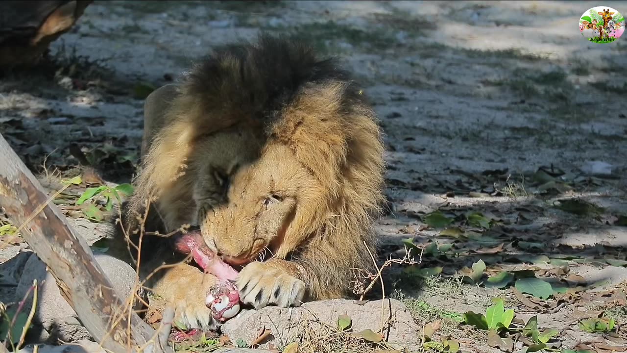 Beautiful collection of leopard and lions 4K HD High Resolution Videos