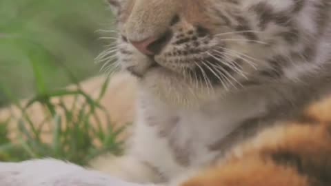 Baby Tiger