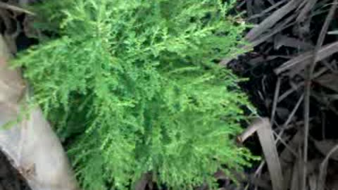 Lemon Cypress Christmas Tree