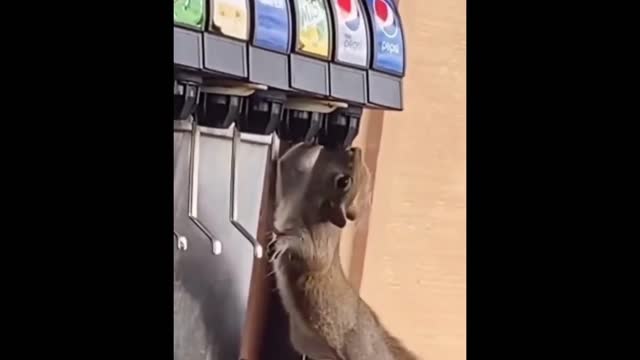 Scroll Caught Drinking Out Of Drink Fountain