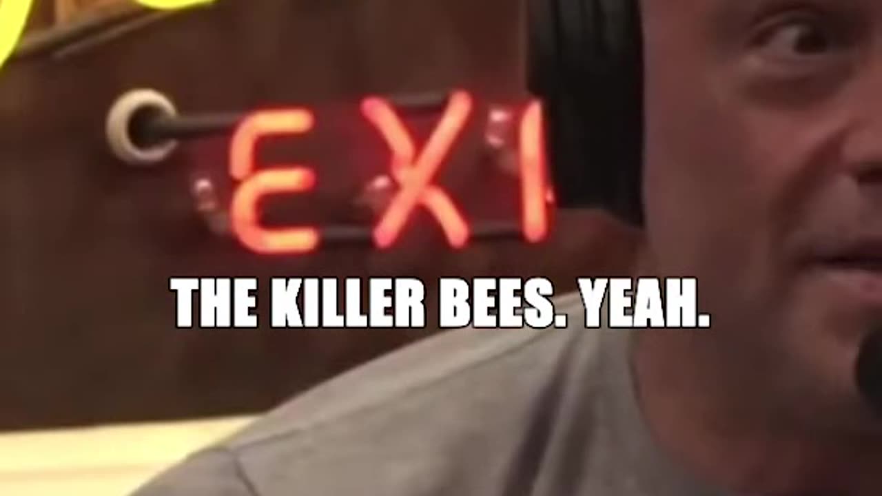 Joe Rogan on Killer Bees