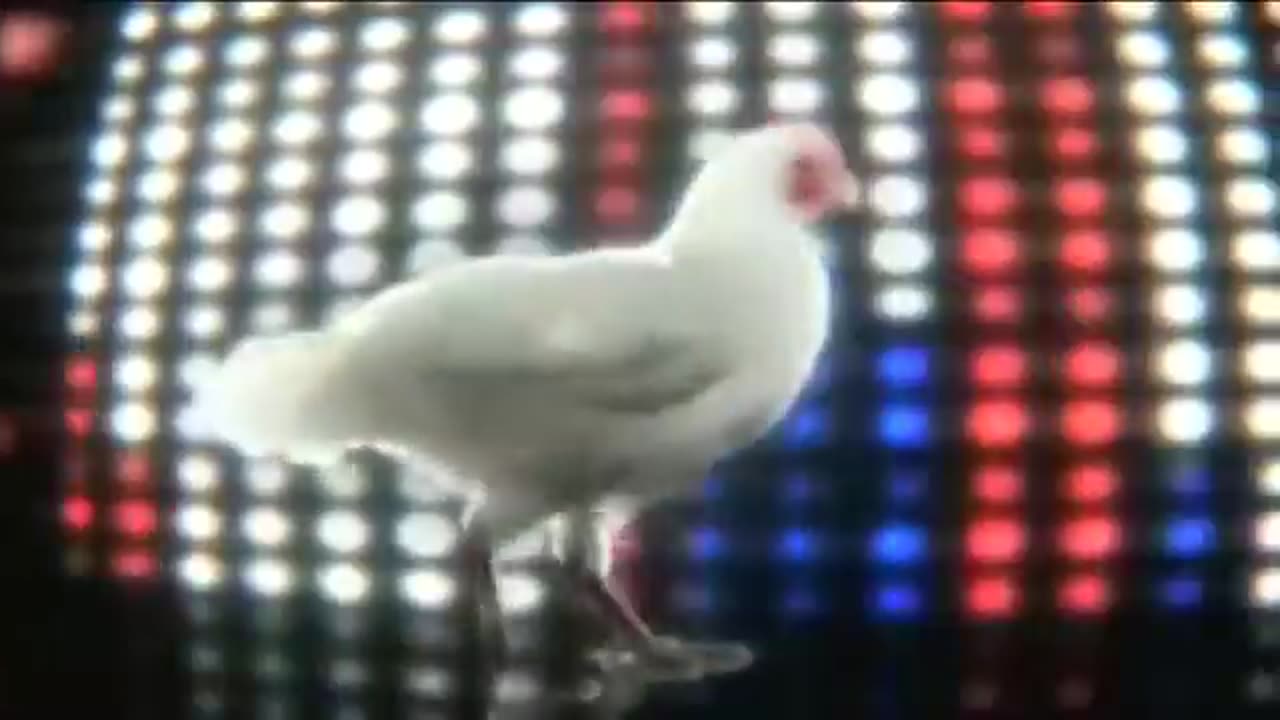 J.Geco - Chicken Song