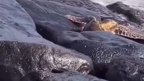 This man saving a turtle that got stuck between the rocks..