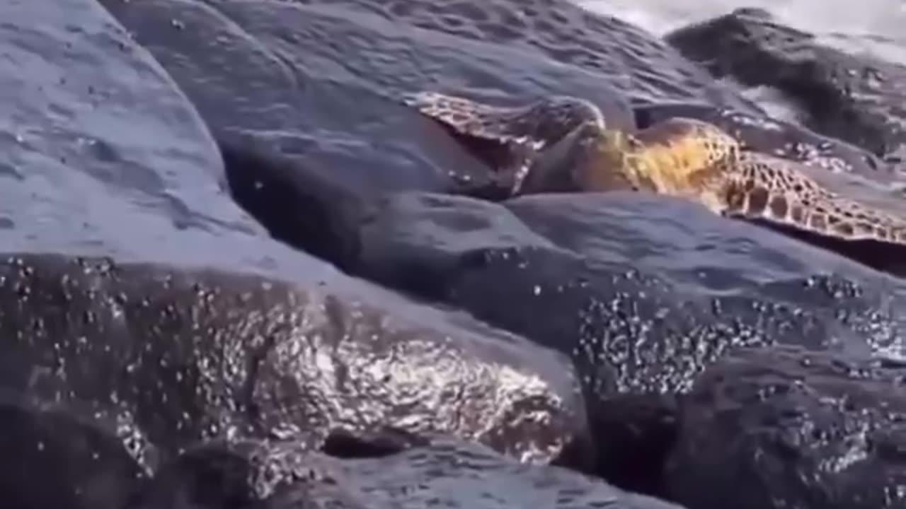 This man saving a turtle that got stuck between the rocks..