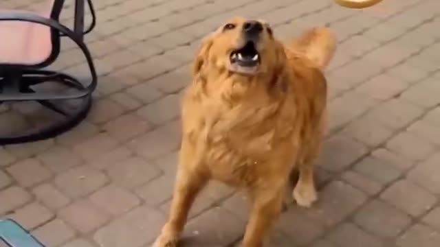 New Funny Cats Videos 2023 😍 Cutest Cats and Dogs 🐱🐶 Part1