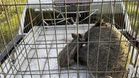Orion Finds and Catches His First Wild Boar - 10 month old pup