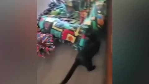 Dive into Our Hilarious Animal Moments! Try Not To Laugh Challenge!