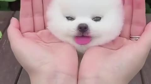 Funny Cute Dog Videos