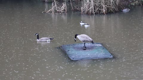 Rainy life on the pond