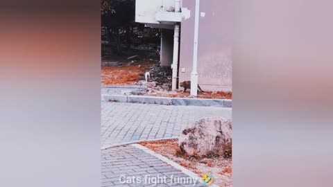 Best Funniest Cats and Dogs Compilation
