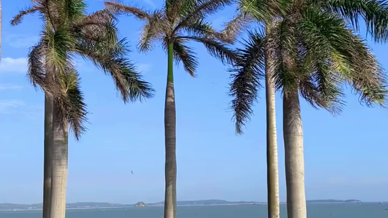 Total want to go to the trip to xiamen mp4