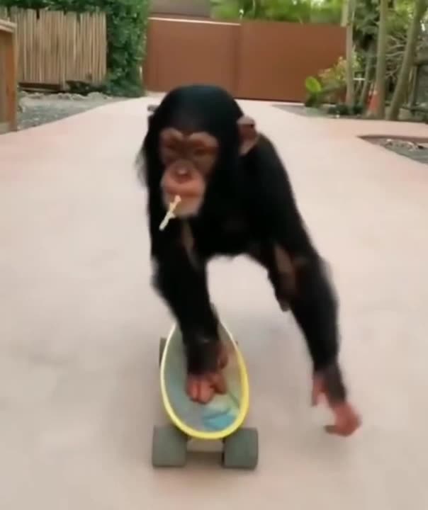 Amazing moments of monkey