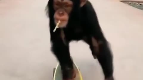 Amazing moments of monkey