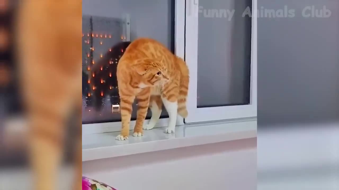 Funny Animal Videos 2023 😂 - Funniest Dogs And Cats Videos 😺😍