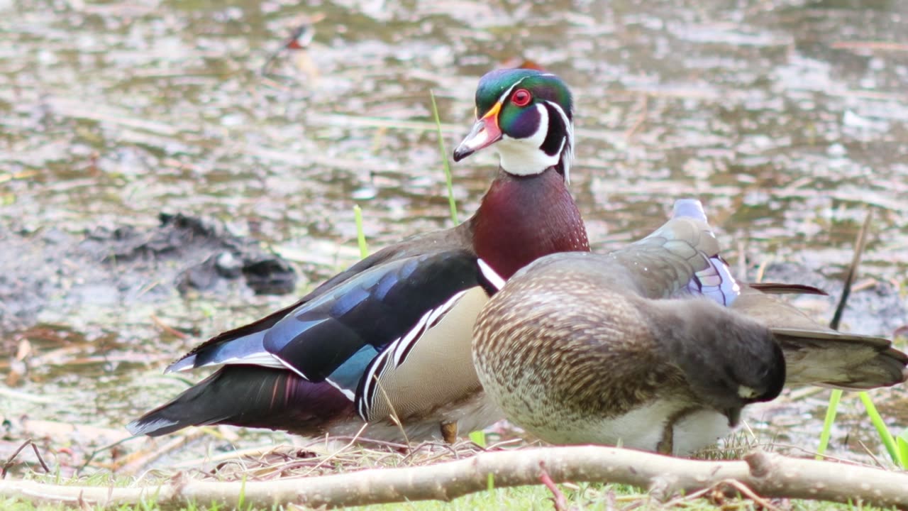 Wood Ducks