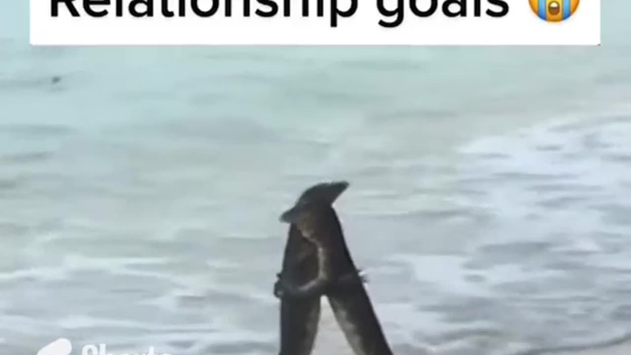 Relationship Goals #shorts #shortvideo#video #virals #videoviral