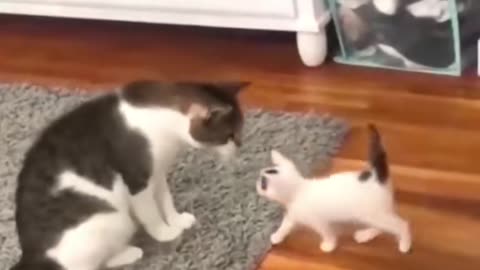 The end 😂😂 #pet #animals #funnyvideos #funny #dogsoftiktok #catsoftiktok #cat #dog