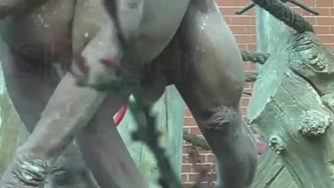 World most strange monkey