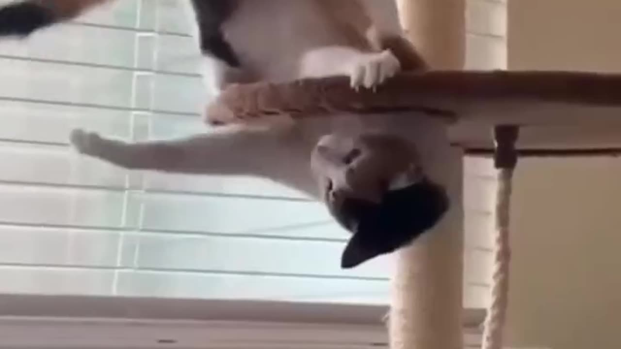 Cute Cats Funny Moments