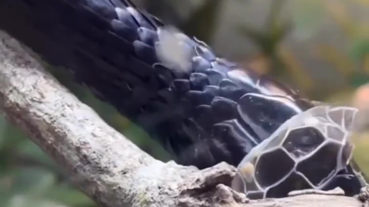 Black Tree Snake Shedding