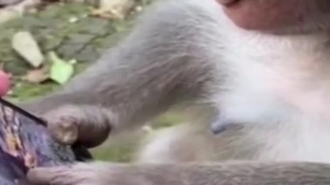 Monkey Playing Game in Mobile #shorts #shortvideo #video #virals #videoviral