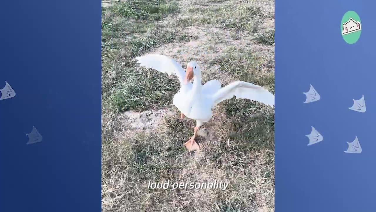 Bossy goose Wells at people every day to get some love