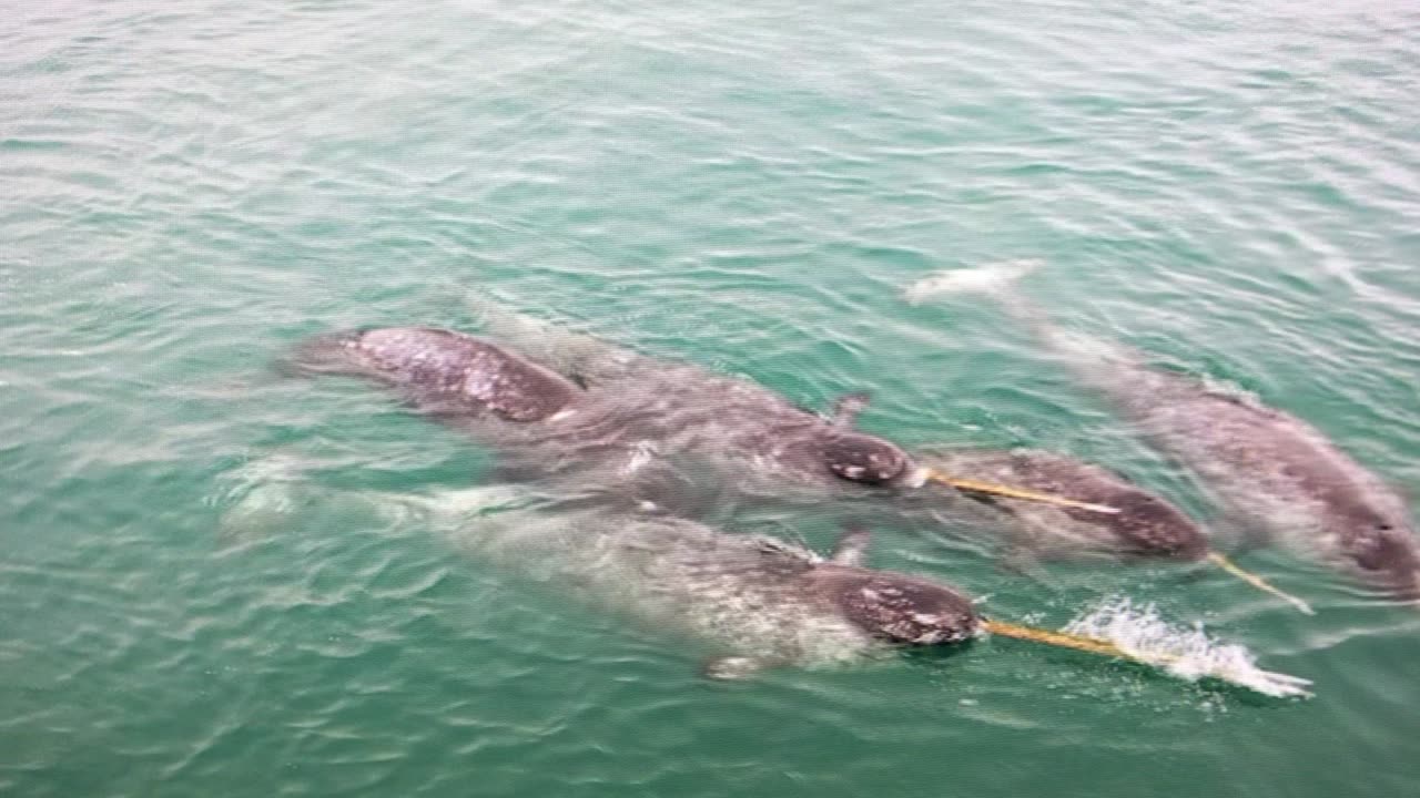 Narwhals in the Arctic.