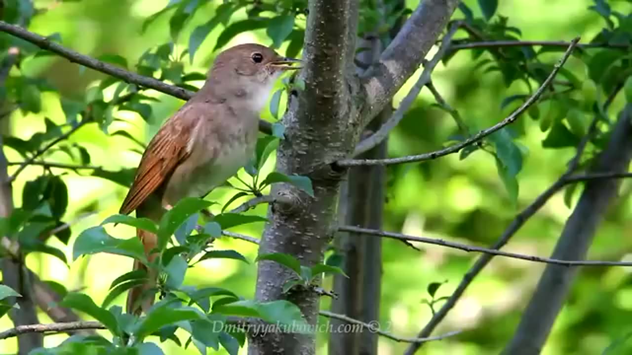 Singing nightingale. The best bird song