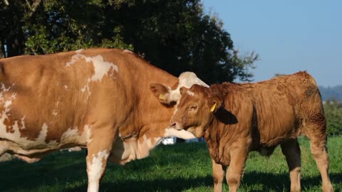 Cows and calves