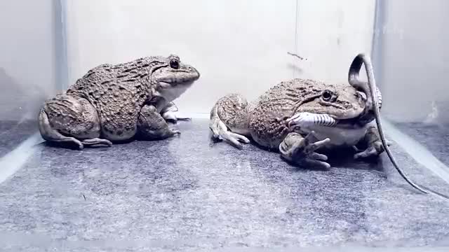 Asian Bullfrog Eats Angry Snake! Mr Frog Live Feeding