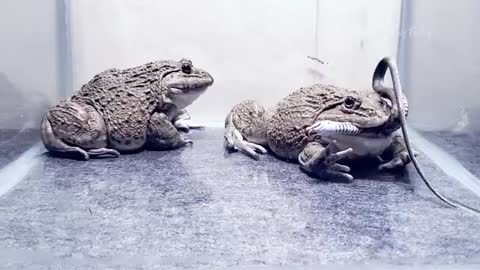 Asian Bullfrog Eats Angry Snake! Mr Frog Live Feeding