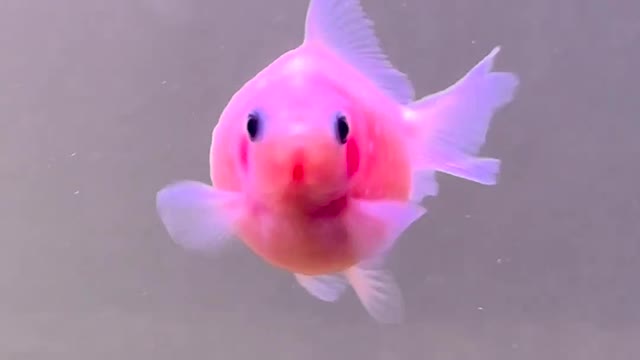 Cute Fish