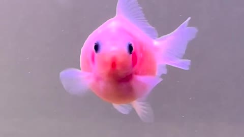 Cute Fish