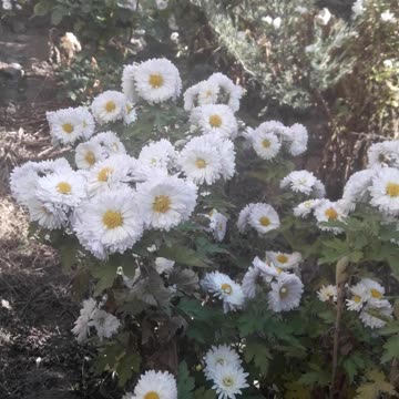 Bouquet of white chrysanthemums