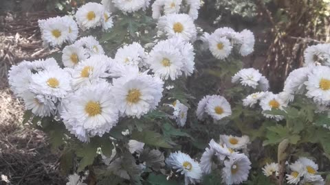 Bouquet of white chrysanthemums