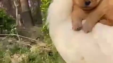 Funny Animal Videos Awesome Funny Pet Animals