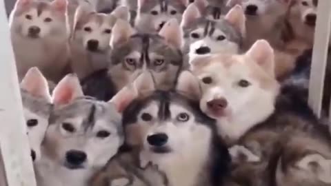 That's a lot of huskies 🤣 Cute Animals