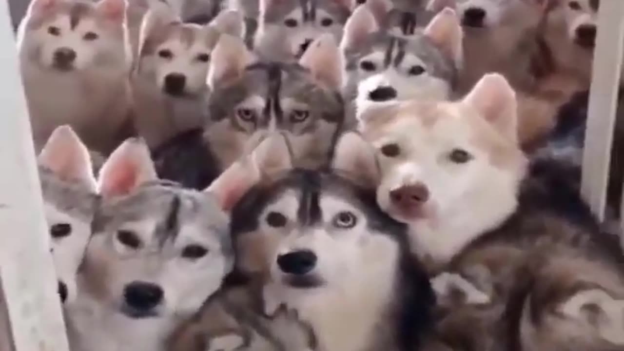 That's a lot of huskies 🤣 Cute Animals