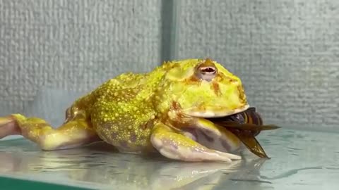 A frog cornered by a giant hornet/ Pacman frog , African bullfrog【LIVE FEEDING】