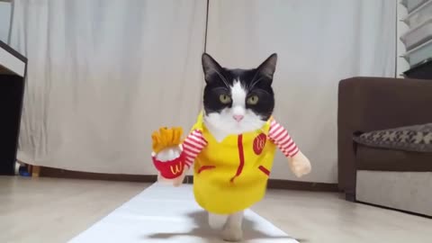 fashion show cats compilation