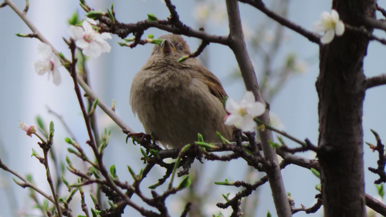 The Eurasian tree sparrow